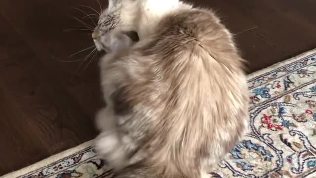 Crazy Cat Shows Off Some Very Weird Moves