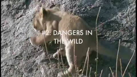 Best Lion Moments: Part 1 | Top 5 | BBC Earth