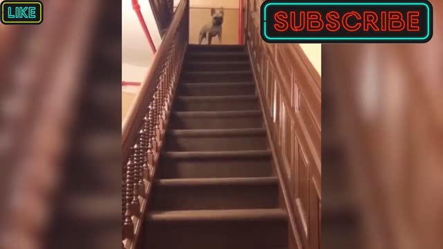 Funny dog sliding over staircase steps