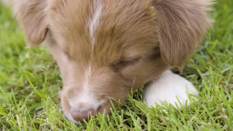 A cute little puppy puts its head on its front paws and rests - closeup