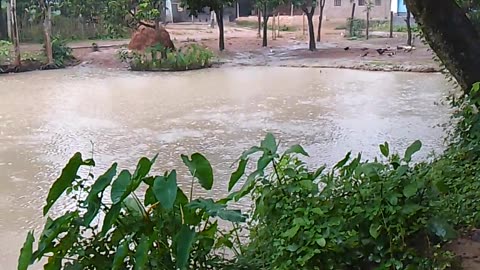 Village rainy day bd.2023 Bangladesh joypurhat.