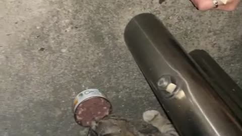 Feeding the cute baby street cat