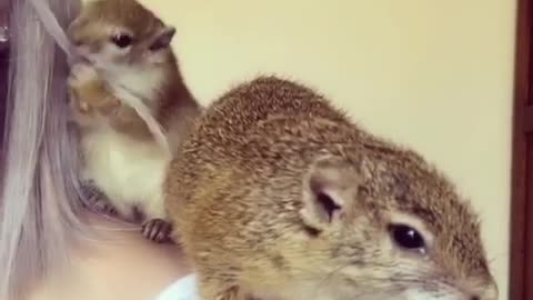 Baby squirrel grooms her owner's hair