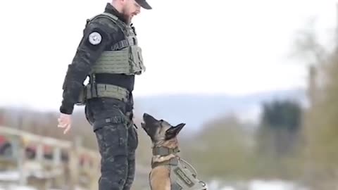 Malinois Compalition