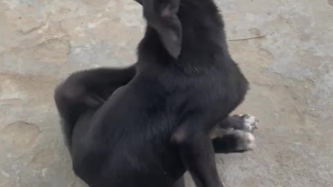 Puppy starting his bike🏍