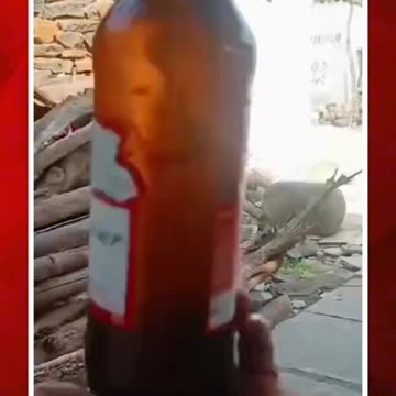 బీరు బాటిల్‌లో బల్లి అవశేషాలు #short #lizardrelics #beerbottle | FBTV NEWS