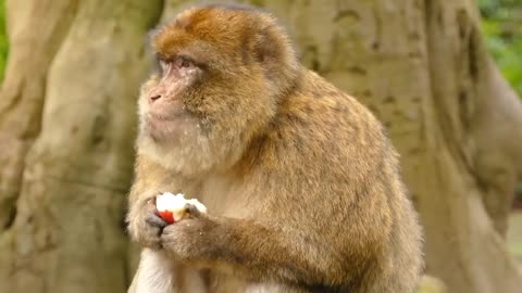 A loan that eats an apple