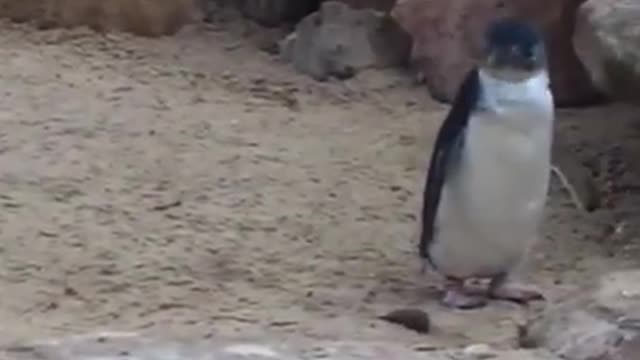 Cute Penguins