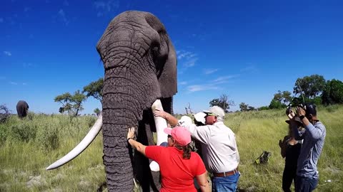 Our Amazing Morning with Two Orphan African Big Elephants