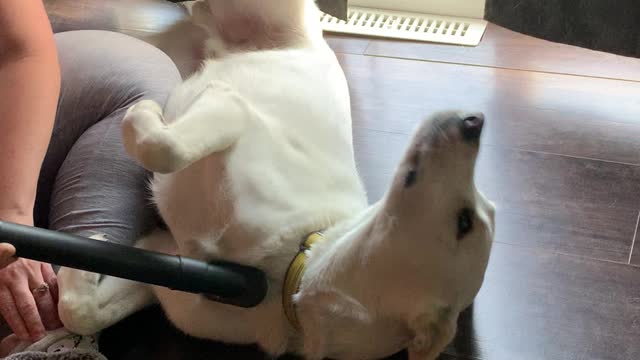 Doggo Gets Vac-Groomed