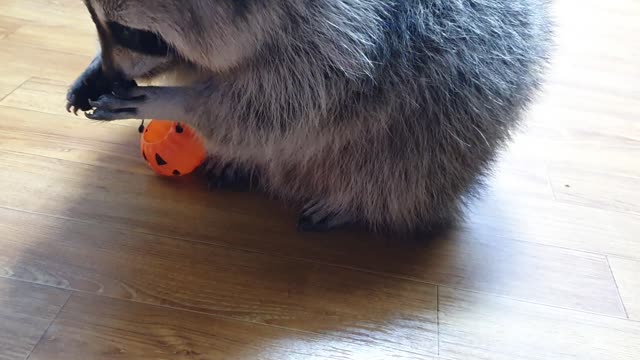 Raccoon's Halloween day