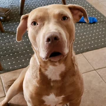 "Puppy Love" by Duke