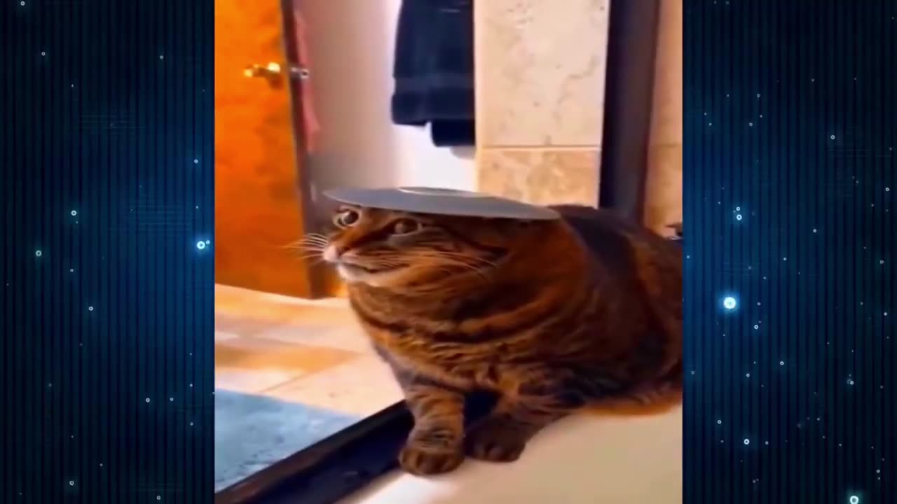 "Cat Shenanigans: Walking on Walls and Playtime Hilarity Compilation"