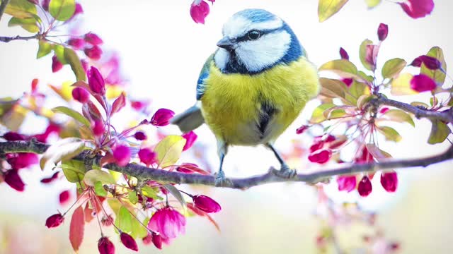 Soft Noise of Bird in the backyard