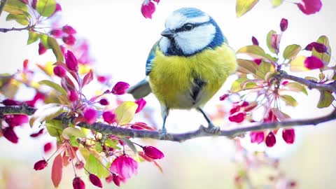 Soft Noise of Bird in the backyard