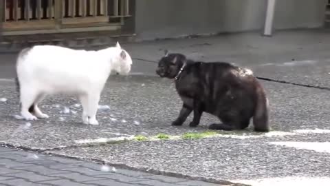 Russian cats flighting each other