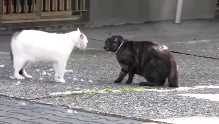 Russian cats flighting each other