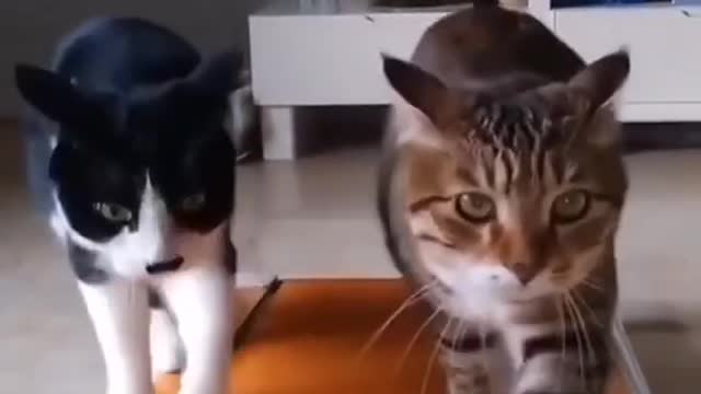 FUNNY CATS 2021 FUNNY ANIMALS 2021 THE BEST JOKES WITH CATS