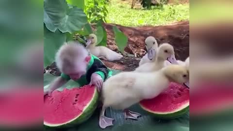 Friends
