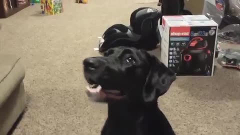 Smiling Dog