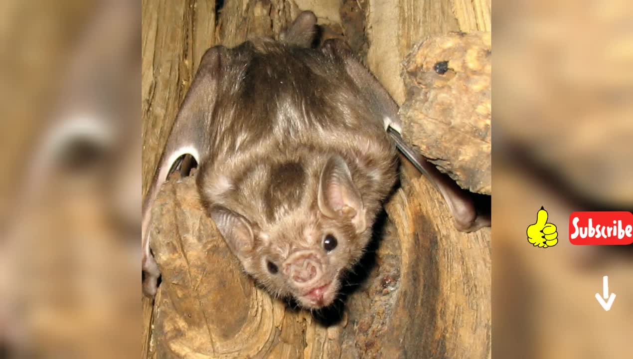 White winged vampire bat