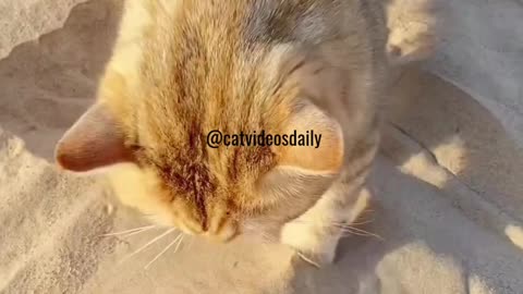 Cute Cat Video Adorable Cat Video Kitten Video Sleeping Cat Video Lovely Cat Cute Cat Baby Video 39