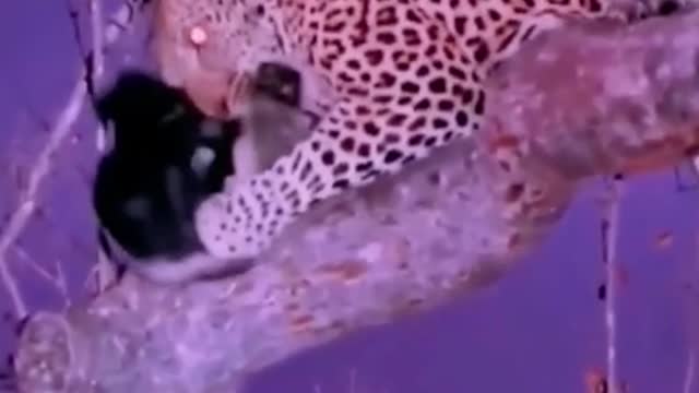The cheetah found its prey in the trees