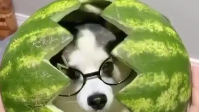 Funny dog