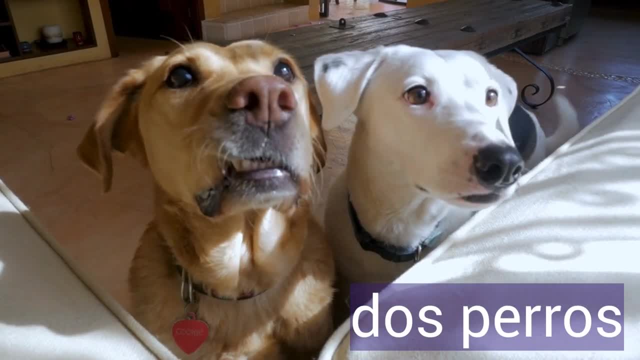 Pets in Spanish | Spanish Learning for Kids