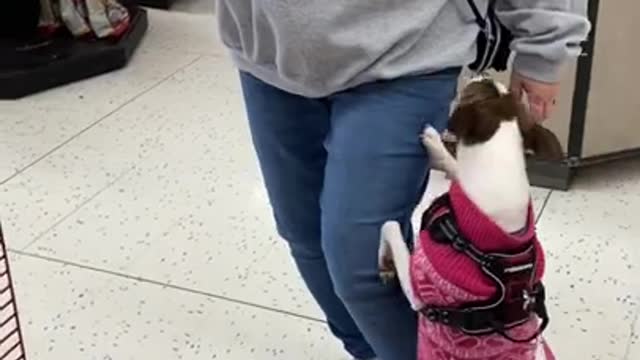 Yolanda shows Princess a squeaky toy at Petco