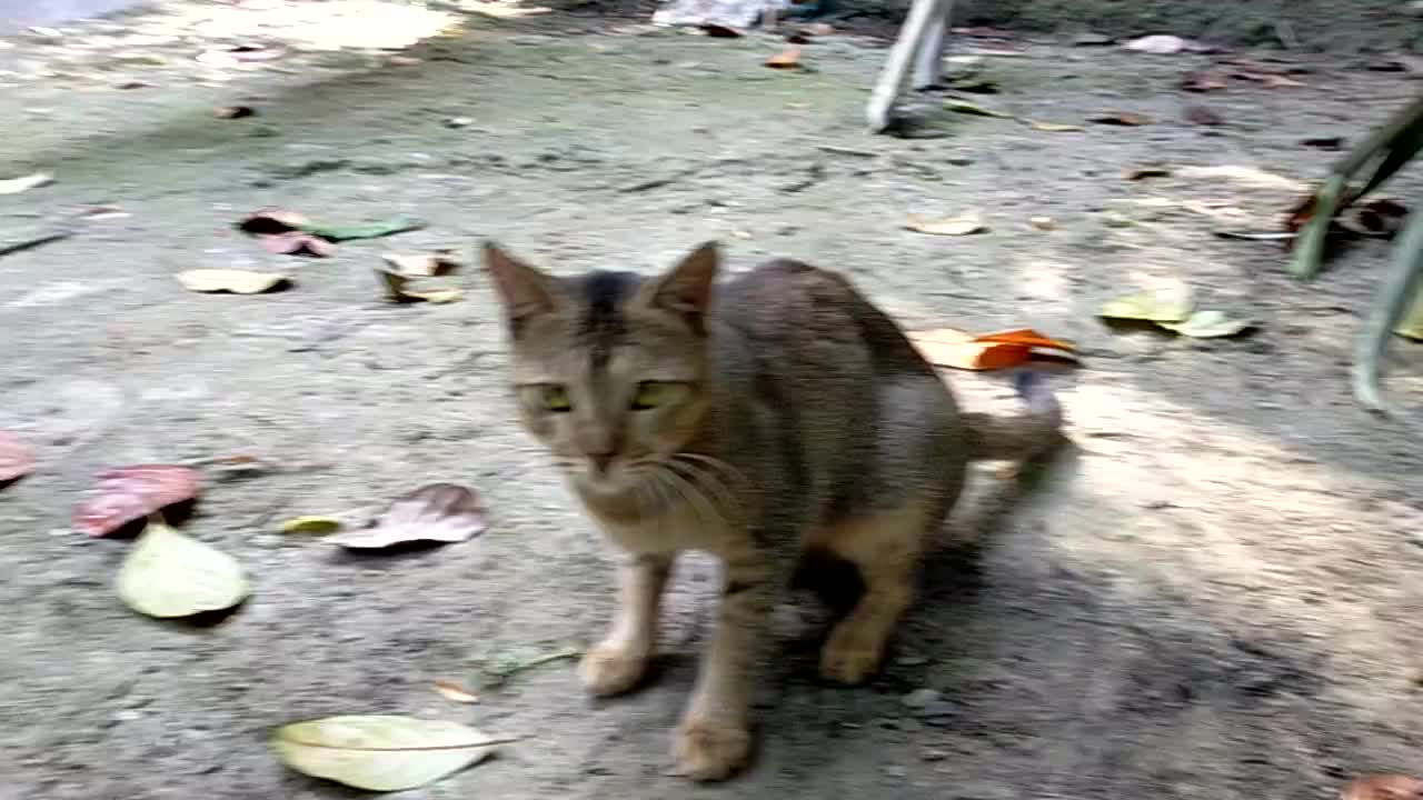 Clever Cat