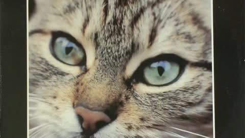 Cirmos Kormos ¬ Ha volna valaki