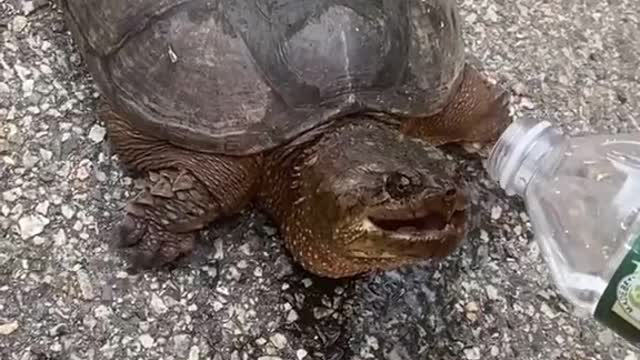 The turtle drinks water.