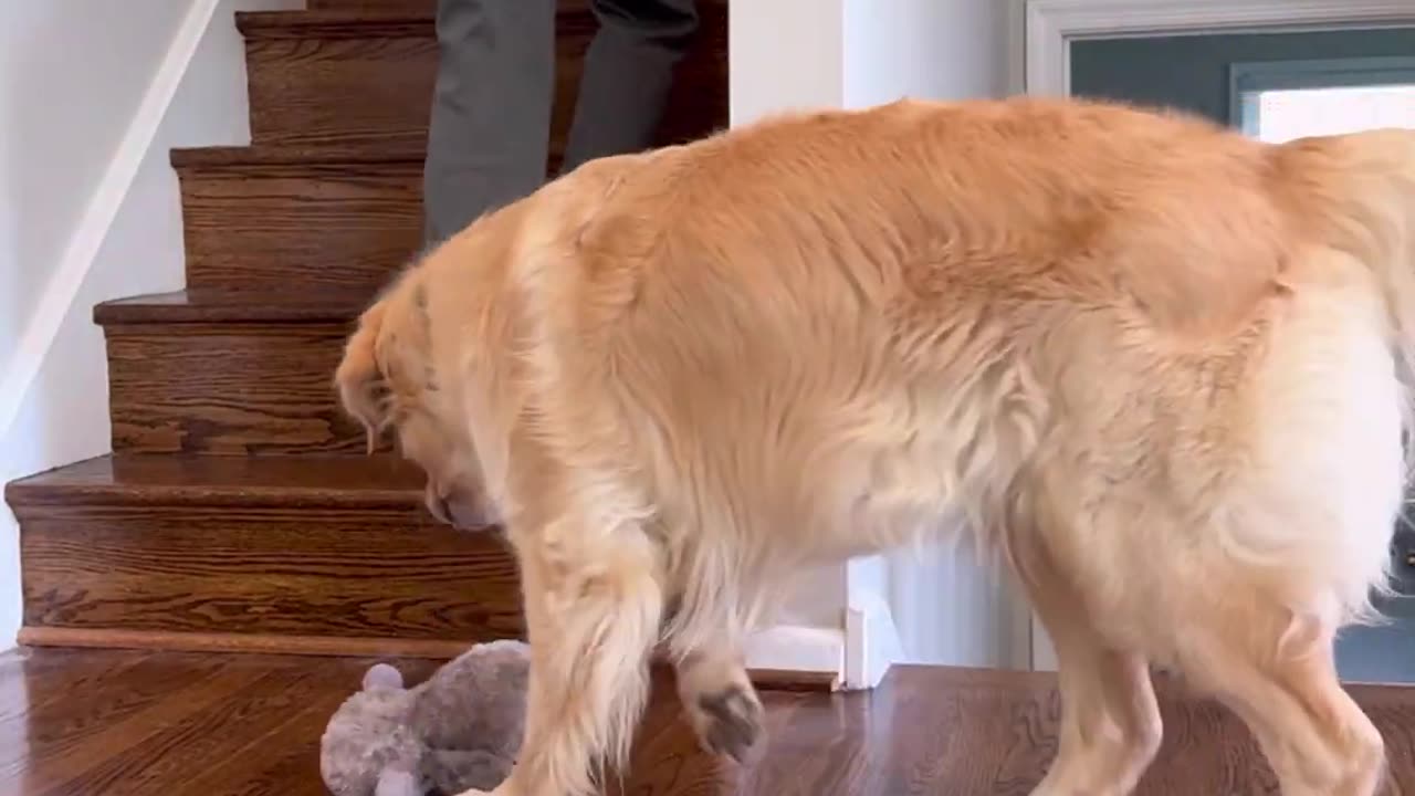 _Female dogs are INDEPENDENT_ #dog #doglover