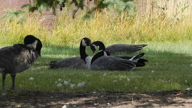 Rest time, beautiful pelicans