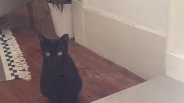 This black cat is curious about the sounds