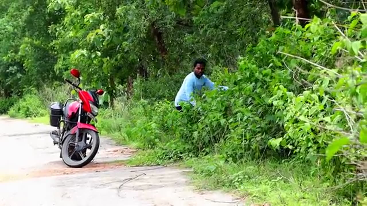 tiger attack man in the forest _ tiger attack in jungle, royal bengal tiger attack