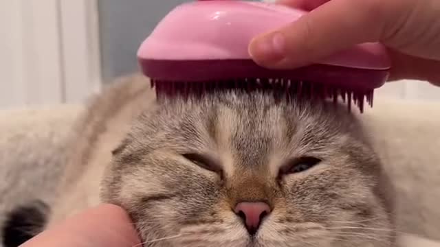 😍😻#cats#cute#cutie#viral#spa