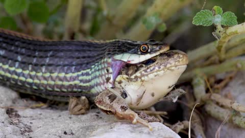 Ribbon Snake Eating LIVE Leopard Frog