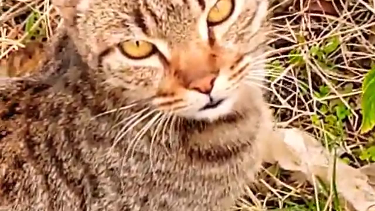 My Jungli Billi .......😺😺😺😺😺😺