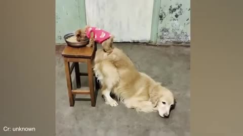 Funny cat