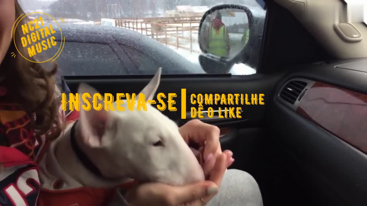 Funny Videos of Dogs, Cats and Other Animals - Dog Eating Bread in the Car