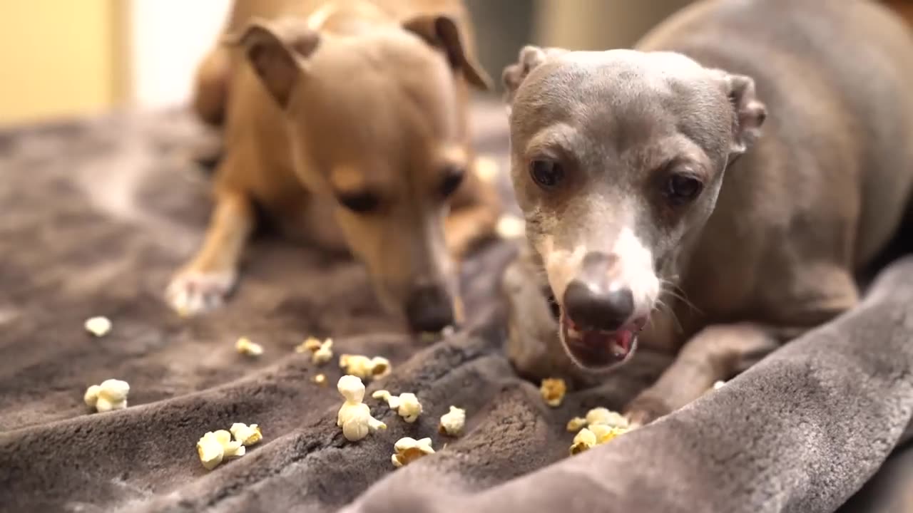 Dogs Eating Popcorn ASMR