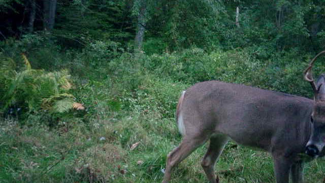 Beautiful symmetrical PA 8 point buck footage