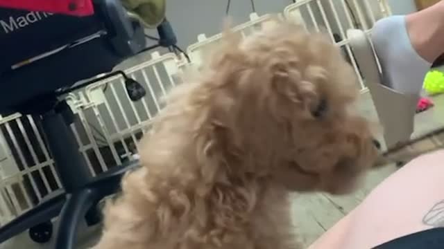 Cute baby poodle. Before we go hunting today, mouth stretching.