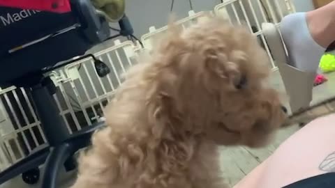 Cute baby poodle. Before we go hunting today, mouth stretching.