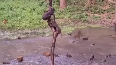 Animal zone