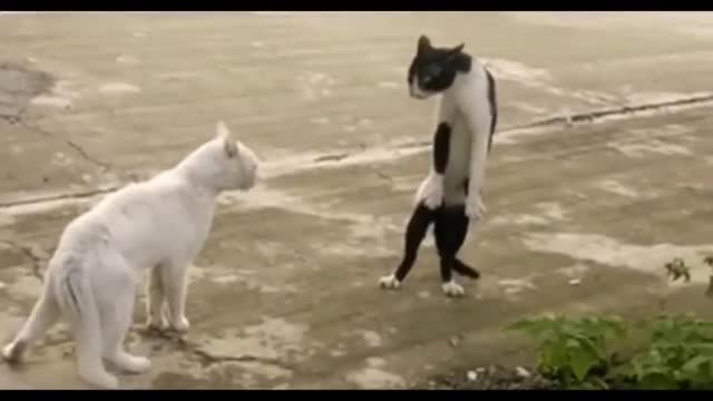 Fight cats video.