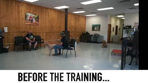 Seperate anxiety dog training