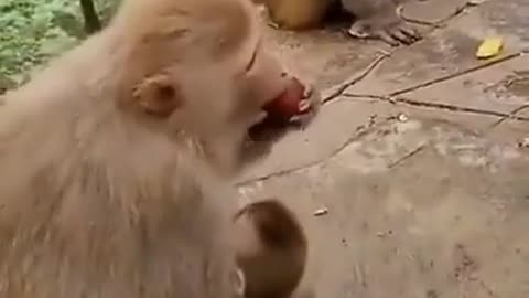 Monkey funny video